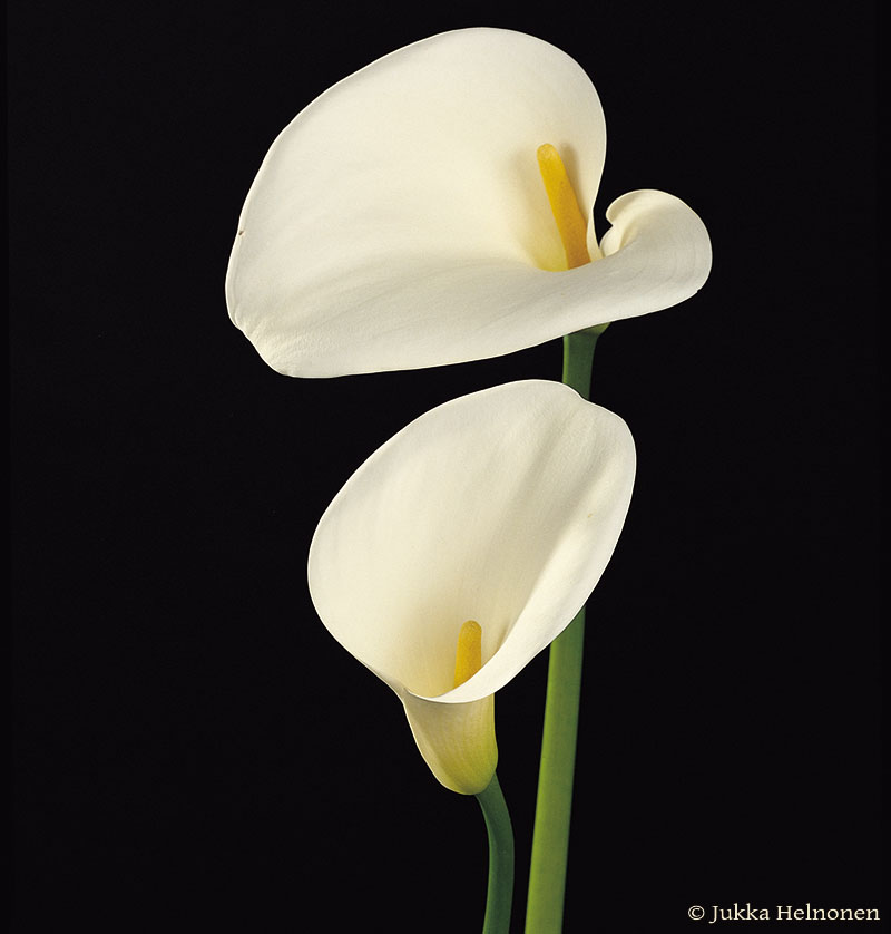 calla Nice